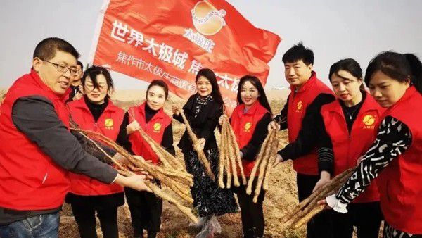 鐵棍山藥規(guī)?；?、標準化種植